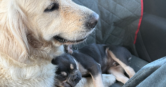alexandra pet sitter à ANNEMASSE 74100_0