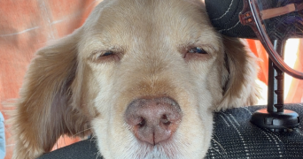 lou pet sitter à LONGUENESSE 62219_0