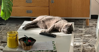 léa pet sitter à MARIGNANE 13700_3