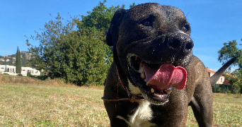 marilou pet sitter à PIERREFEU DU VAR 83390_2