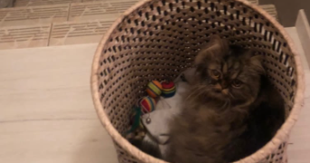 manel pet sitter à POITIERS 86000_1