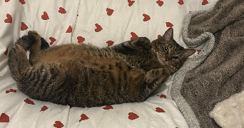 anna pet sitter à MARCQ EN BAROEUL 59700_4