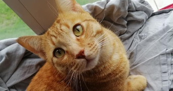 célia pet sitter à CHAUMONT SUR THARONNE 41600_6