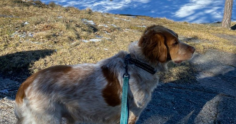 sarah pet sitter à TREMBLAY EN FRANCE 93290_9