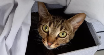 deborah pet sitter à BEAUVOISIN 30640_5