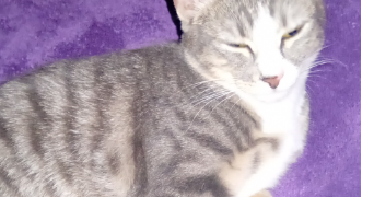 véronique pet sitter à LONGJUMEAU 91160_1