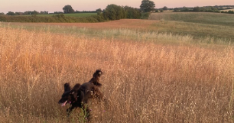 rose pet sitter à PARIS 07 75007_3