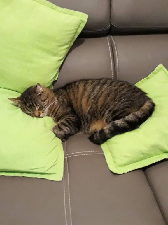 muriel pet sitter à Précy-sur-Marne 77410_1