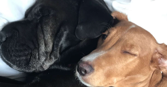 charlotte pet sitter à NIMES 30000_2