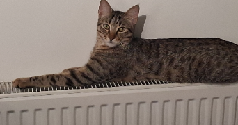 cynthia pet sitter à HENDAYE 64700_3