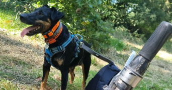 noelia pet sitter à GEMOZAC 17260_4