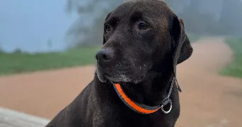 françoise dog sitter à SETE 34200
