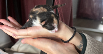 lucille pet sitter à PANTIN 93500_4