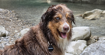 elsa pet sitter à ST CYR L ECOLE 78210_2
