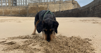 lou pet sitter à RENNES 35000_3