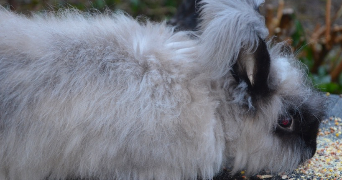 célina pet sitter à BREST 29200_2