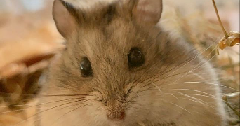 manji raucy pet sitter à BRUMATH 67170_0