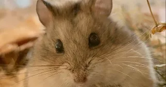 manji raucy pet sitter à BRUMATH 67170