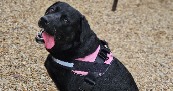 marlene pet sitter à AUNEAU BLEURY ST SYMPHORIEN 28700_75
