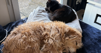 clémence pet sitter à ST ETIENNE 42000_2