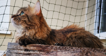cindy cat sitter à ST PIERRE DU MONT 40280_3
