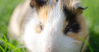 Stephanie pet sitter à LE CATEAU CAMBRESIS 59360_3