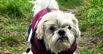 karine dog sitter à AUDENGE 33980_2
