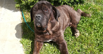 pauline pet sitter à L ISLE JOURDAIN 32600_6