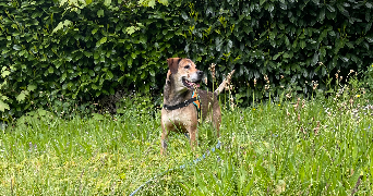 allyson pet sitter à Saint-Etienne 42000_7