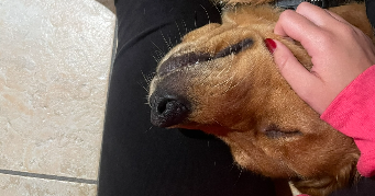 candice pet sitter à REIMS 51100_2