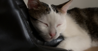 kaïna pet sitter à COLOMBES 92700_2