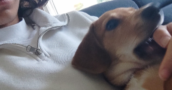 arthur pet sitter à GUINGAMP 22200_4