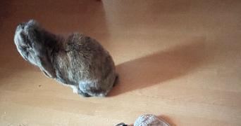 noa pet sitter à STRASBOURG 67200_3