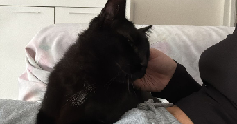 noémy pet sitter à Egly 91520_0