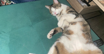 nelsie pet sitter à BORDEAUX 33100_2