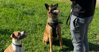 nicolas pet sitter à Mulhouse 68100_1