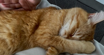 chloe pet sitter à MONTAUBAN 82000_3