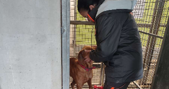 allyson pet sitter à Saint-Etienne 42000_9