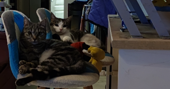 nadege pet sitter à CAUSSOLS 06460_3