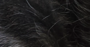 romain pet sitter à ESSARTS EN BOCAGE 85140_0