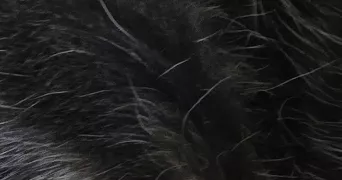 romain pet sitter à ESSARTS EN BOCAGE 85140