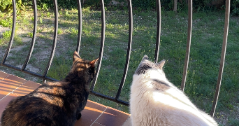 tiffany pet sitter à VELAUX 13880_2