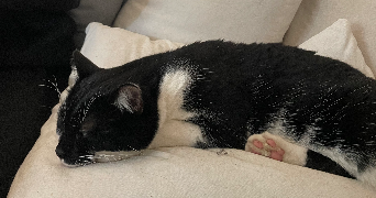 louna pet sitter à AMIENS 80000_1