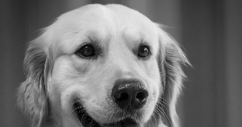 léa pet sitter à ST JEAN D ELLE 50810_1