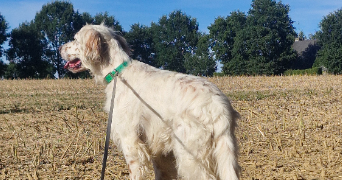 délia pet sitter à BETTON 35830_4