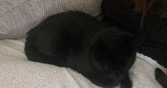 loane pet sitter à BRUZ 35170_3