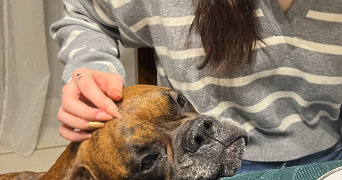 lilas pet sitter à CHELLES 77500_7