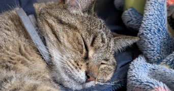 fanny pet sitter à PELVES 62118_0