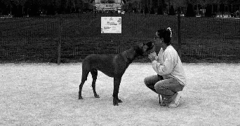 mirabelle pet sitter à PARIS 15 75015