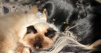 margot pet sitter à BEZIERS 34500_3